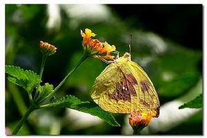 遷粉蝶血斑型 遷粉蝶血斑型