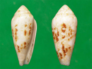 使節芋螺 使節芋螺