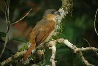 粉喉厚嘴霸鶲 粉喉厚嘴霸鶲