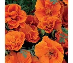 菱苞豪吾 菱苞豪吾