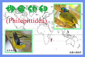 裸眉鶇科 裸眉鶇科