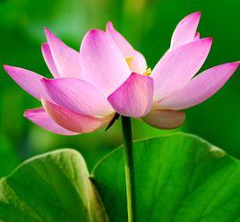 清水出芙蓉 清水出芙蓉