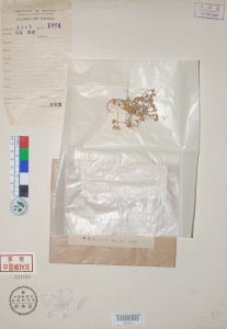 寒地景天 寒地景天