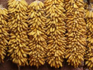 荒田一組村種植業