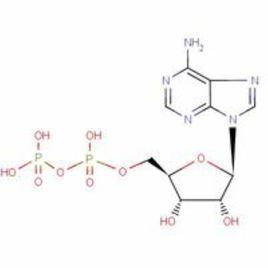 adp[腺苷二磷酸]