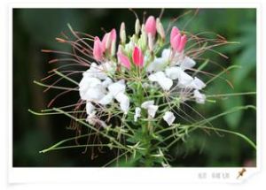 十字花目 十字花目