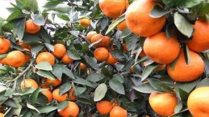 湧泉緣滿園品牌蜜桔採摘基地