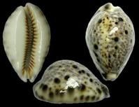 .分布於東非，紅海。