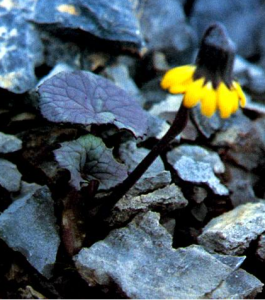 須彌垂頭菊 須彌垂頭菊