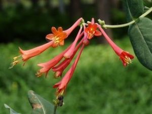 尖托葉亞系 尖托葉亞系