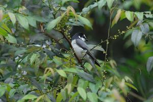 （圖）灰山椒鳥