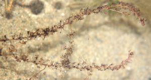 細葉狸藻 細葉狸藻