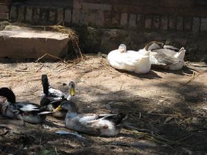養鴨