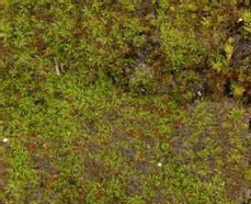 綠鋸蘚屬 綠鋸蘚屬