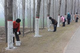 樹幹塗白 樹幹塗白