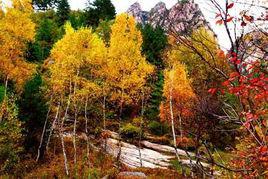 黑龍寺山林 黑龍寺山林