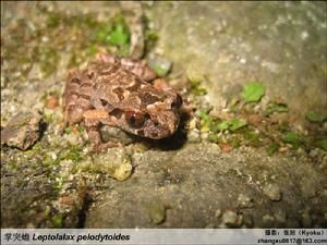 福建掌突蟾 福建掌突蟾