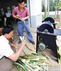 鳳梨纖維 鳳梨纖維