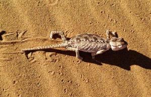 納米比亞變色龍