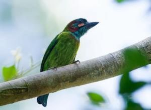 藍耳擬啄木鳥