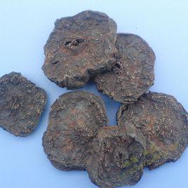 制何首烏 制何首烏