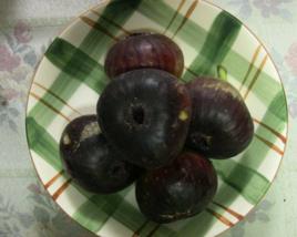 日本紫果 日本紫果