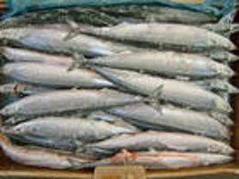 巢湖刀魚 巢湖刀魚