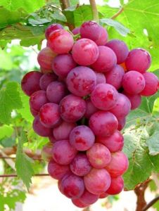 紅提葡萄 紅提葡萄