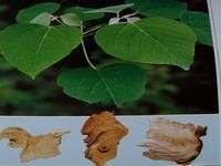 白背葉根 白背葉根