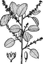 勾兒茶[勾兒茶]