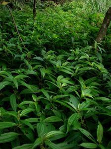 隴南冷水花 隴南冷水花