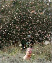 西班牙加那利群島漫天飛蝗