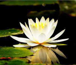 睡蓮[睡蓮科睡蓮屬水生植物]