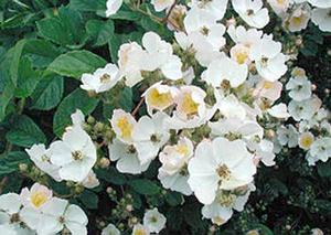 白玉堂[薔薇的一個品種]