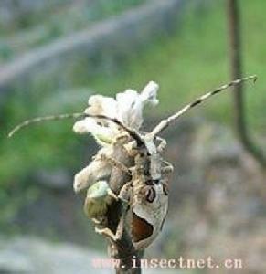 眼斑齒脛天牛 眼斑齒脛天牛