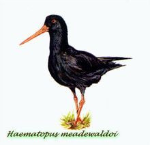 加那利群島黑蠣鷸 加那利群島黑蠣鷸