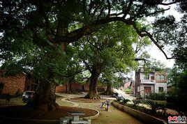 白竹九老 白竹九老