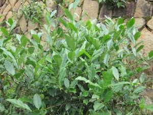 蜀永906號 蜀永906號