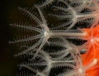珊瑚蟲