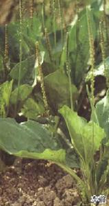 車前蠶砂薏米粥