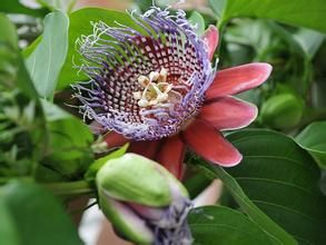 大果西番蓮 大果西番蓮