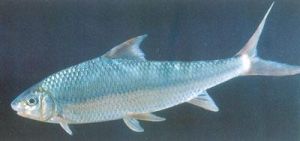 少鱗白甲魚 少鱗白甲魚