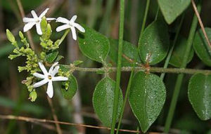 盈江素馨 盈江素馨