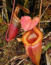 食蟲植物——豬籠草
