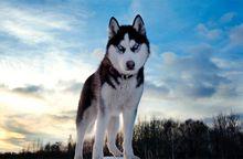 西伯利亞雪橇犬  （別名哈士奇）