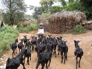 李子寨村養殖產業