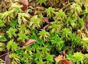 泛生鏈齒蘚 泛生鏈齒蘚