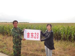 吉東28號[國審玉2007005]