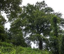 貴州黃果樹瀑布源國家森林公園