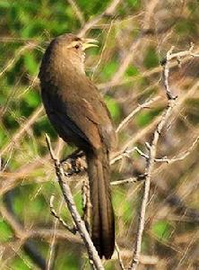 山噪鶥指名亞種 山噪鶥指名亞種